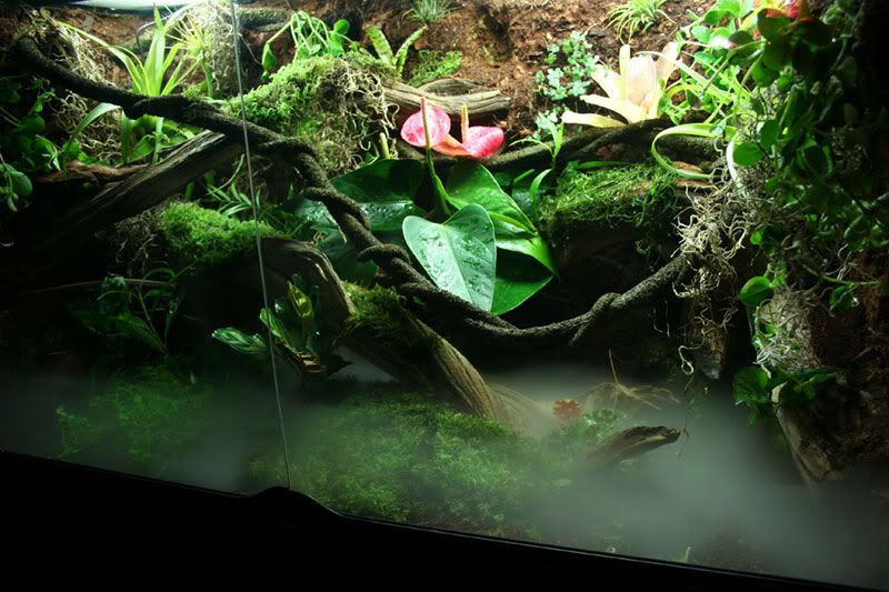 My FIRST build log. Exo Terra 36 X 18 X 24 Dendroboard